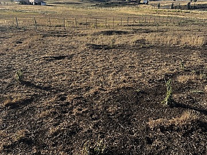 Prairie dog burrows scattered across a pasture near Pagosa Springs, Colorado
