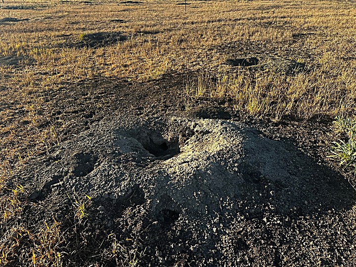 Close-up of an active prairie dog mound and burrow entrance in an Archuleta County pasture